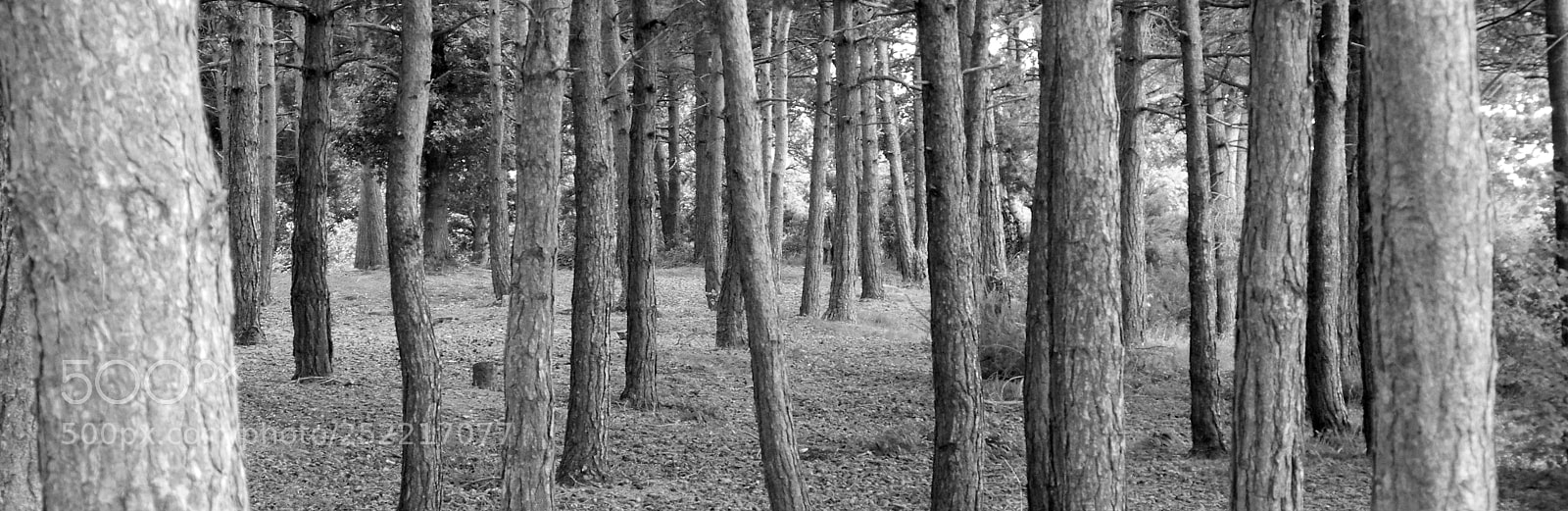 Nikon Coolpix P7000 sample photo. Chobham trees photography