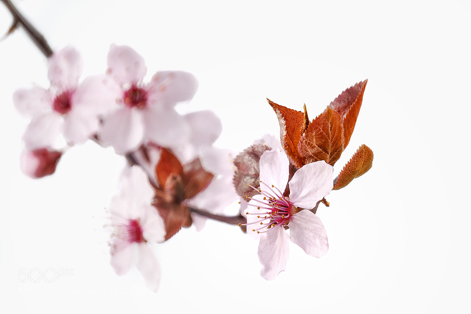 Fujifilm X-T2 sample photo. Spring is close ... photography