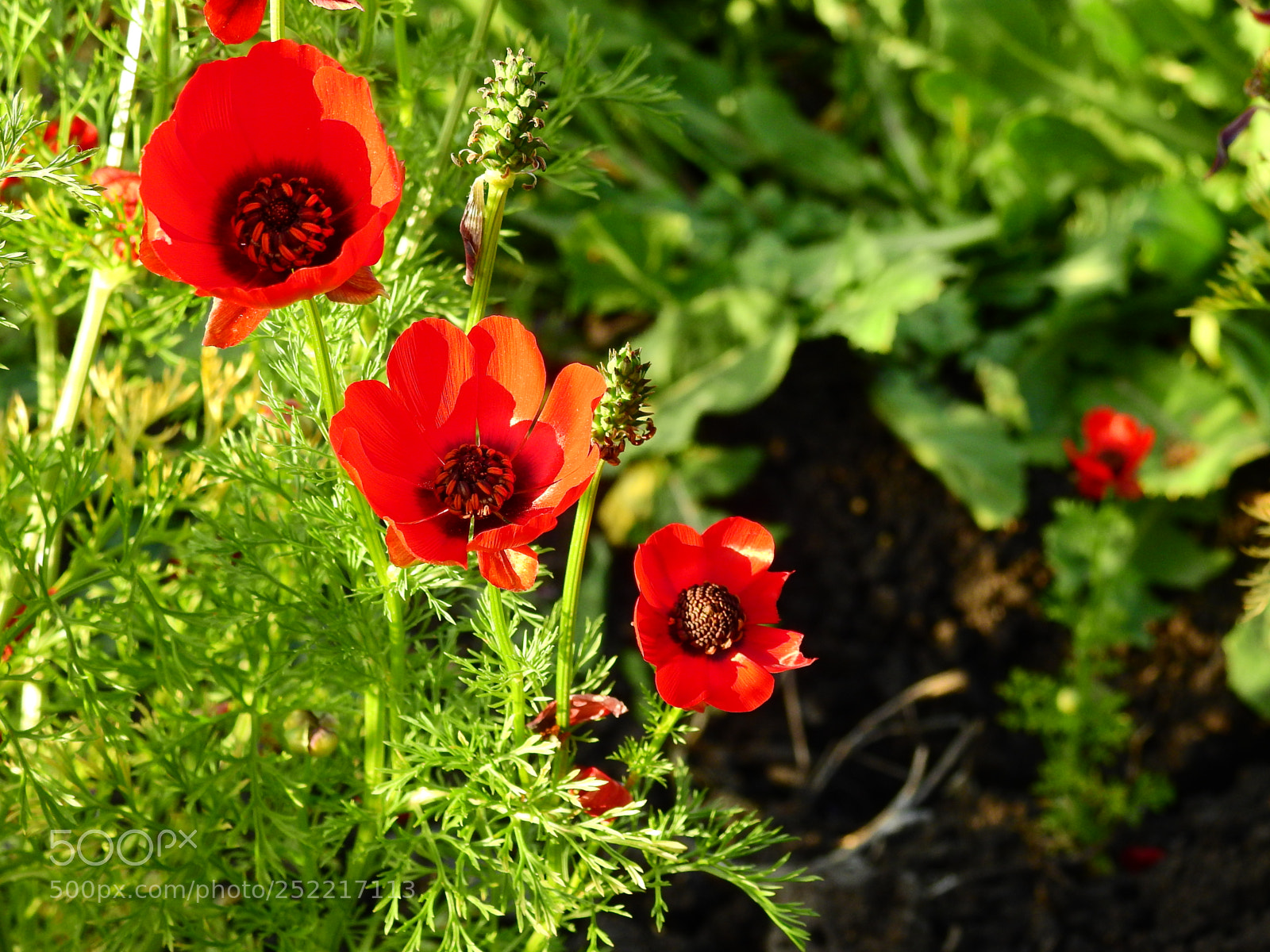Nikon Coolpix P900 sample photo. The adonis palaestina photography