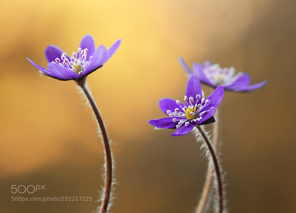 Canon EOS 5D Mark II sample photo. Hepatica nobilis photography