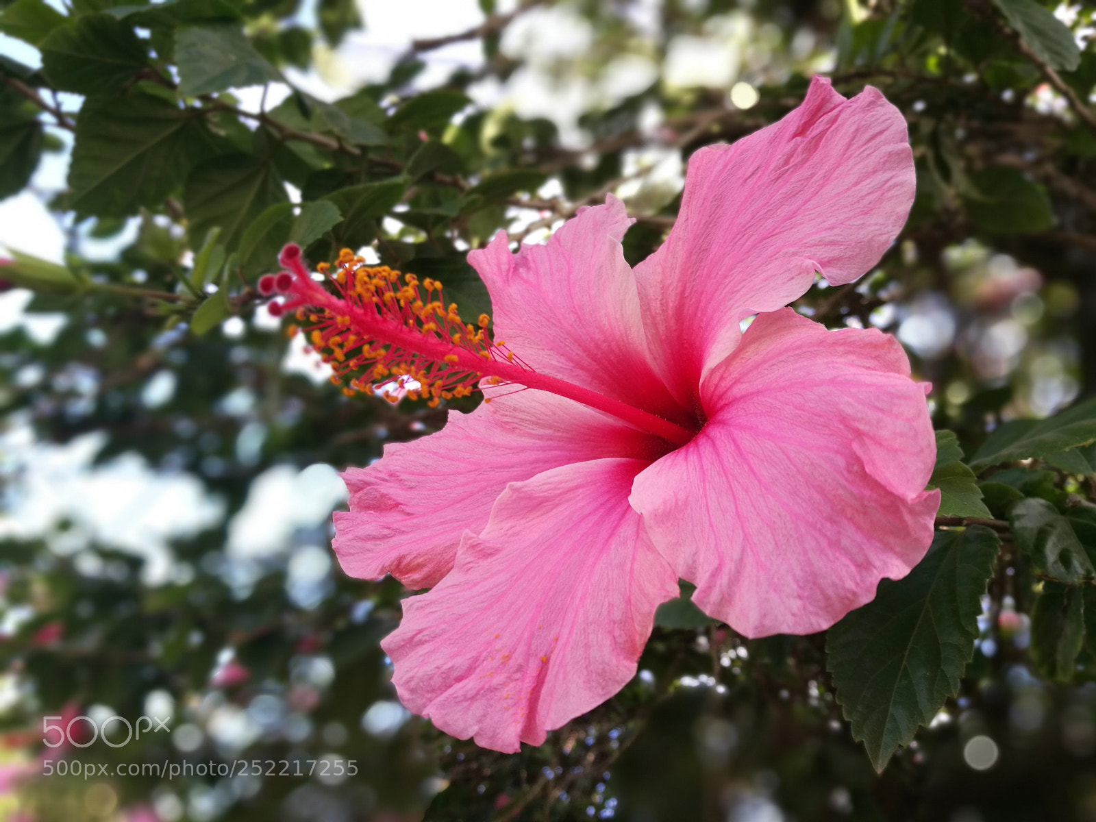 HUAWEI P9 sample photo. Untitled photography