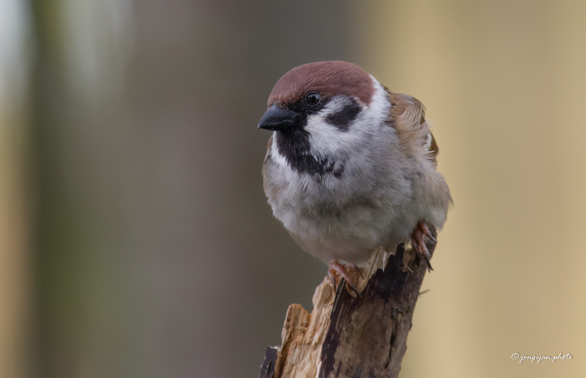 Pentax K-1 Mark II sample photo. Tree sparrow photography
