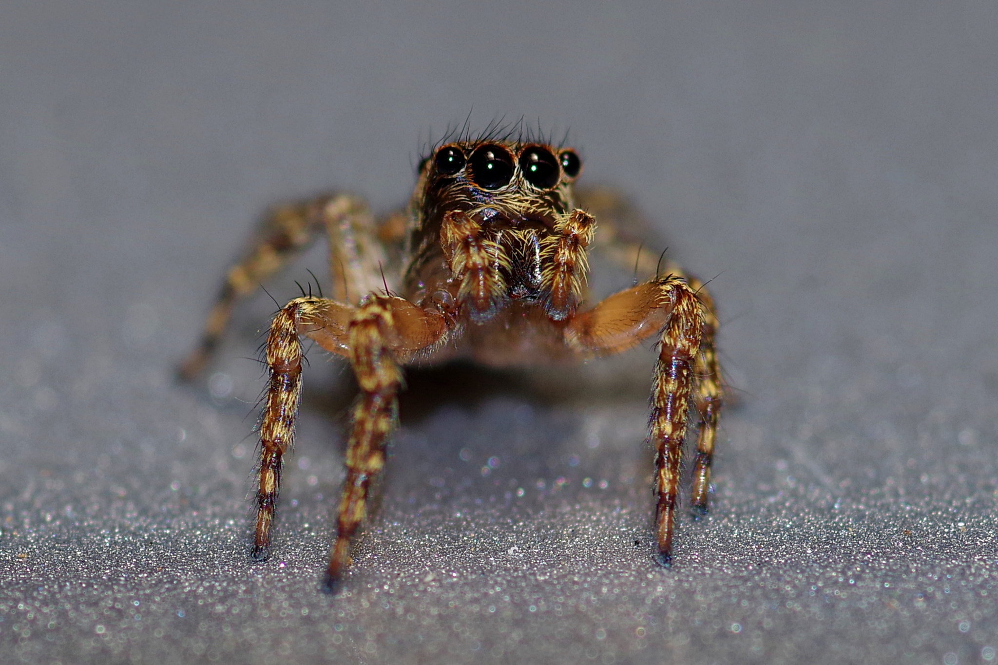 Pentax K-S2 + Pentax smc D-FA 100mm F2.8 Macro WR sample photo. La pequeña araña photography