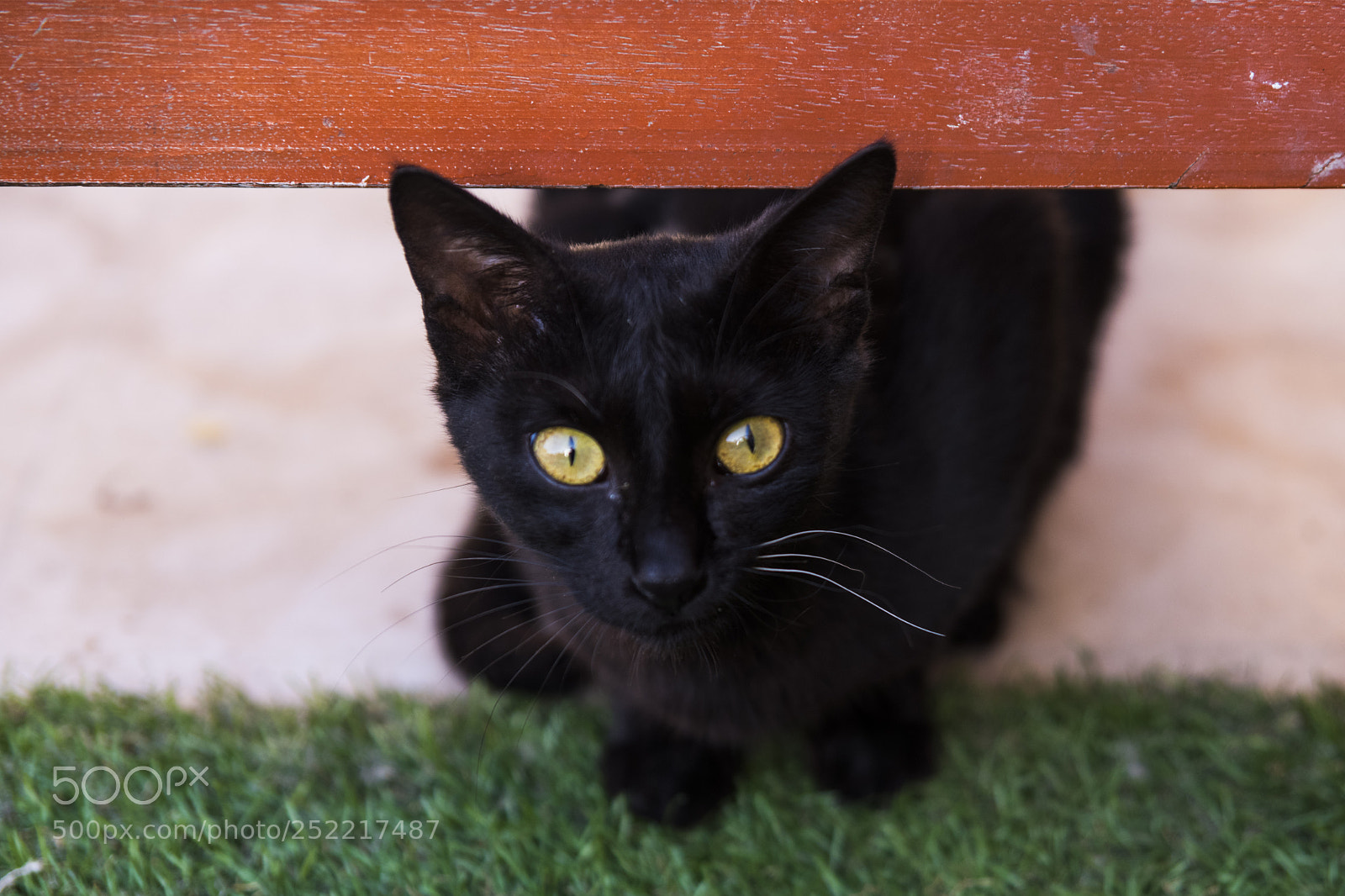 Nikon D850 sample photo. Cat republic photography