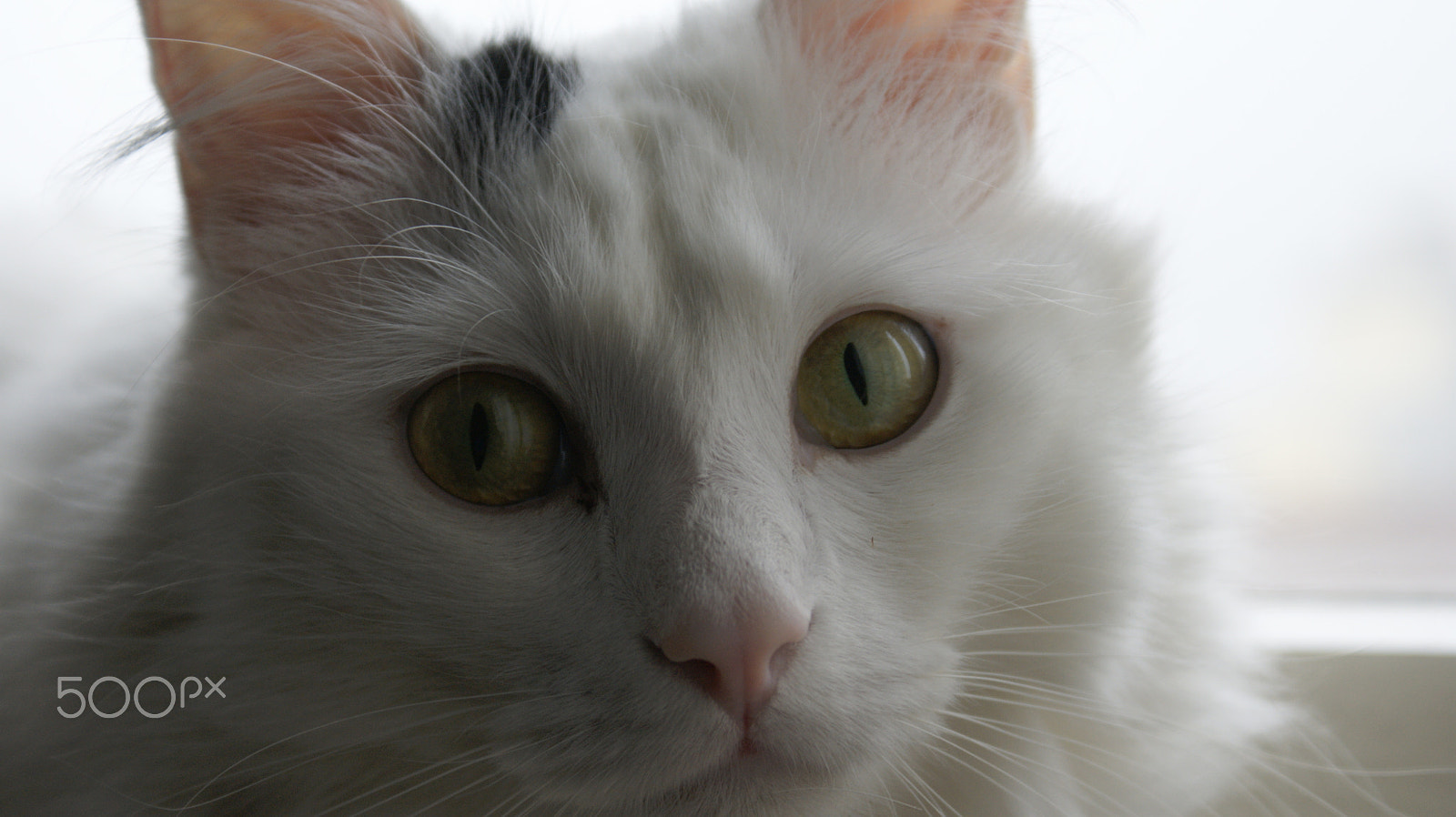 Sony Alpha DSLR-A290 sample photo. Cat photography