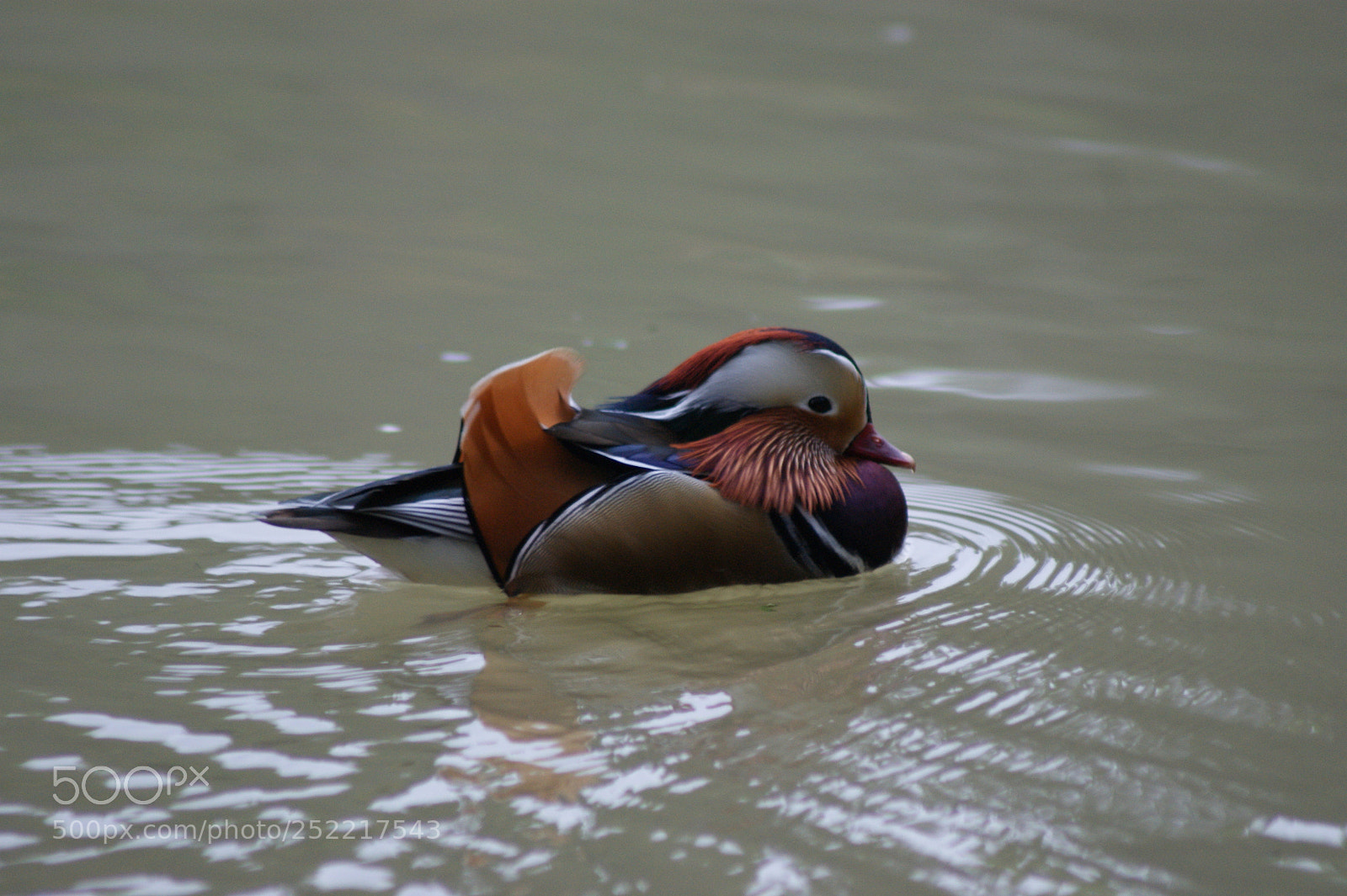 Sony Alpha DSLR-A290 sample photo. Duck photography
