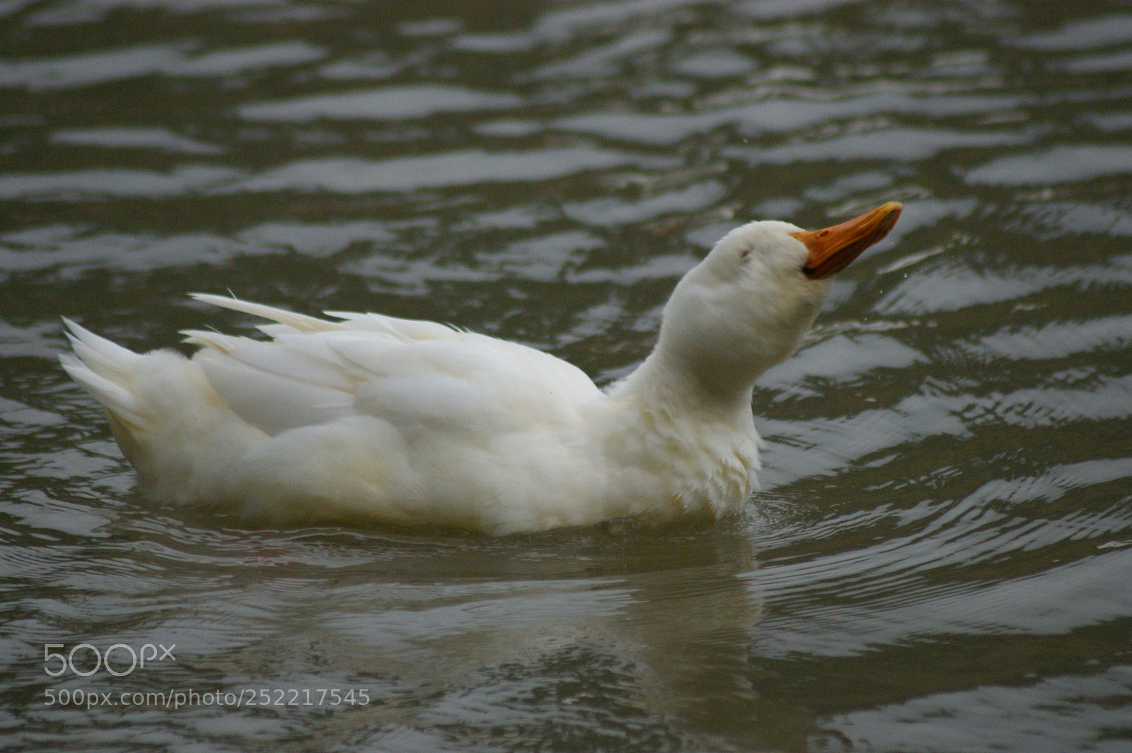 Sony Alpha DSLR-A290 sample photo. Duck photography