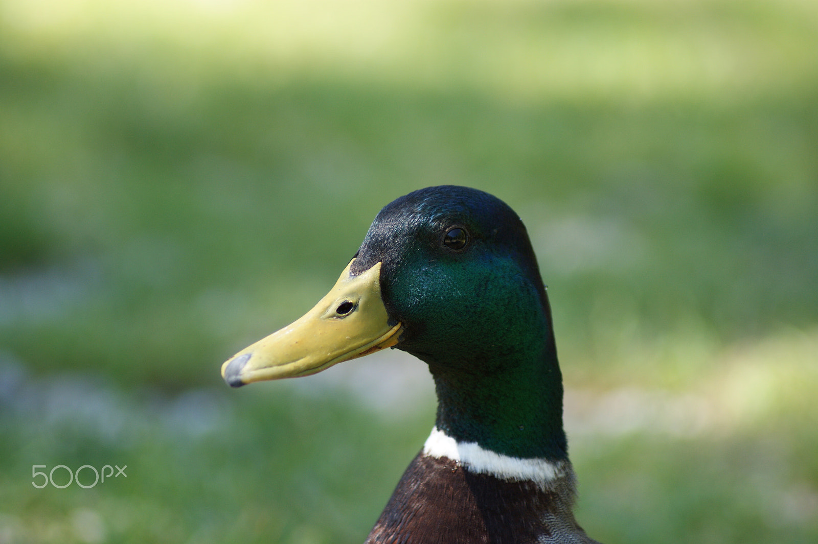 Sony Alpha DSLR-A290 + Tamron AF 70-300mm F4-5.6 Di LD Macro sample photo. Duck photography