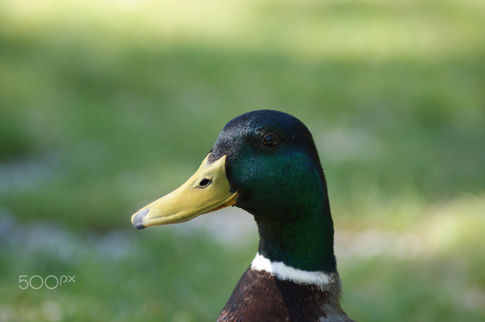 Sony Alpha DSLR-A290 sample photo. Duck photography