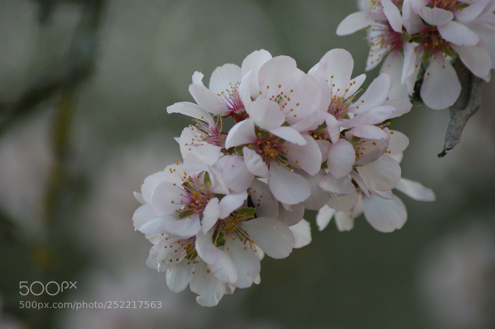 Sony Alpha DSLR-A290 sample photo. Firoi di pesco photography