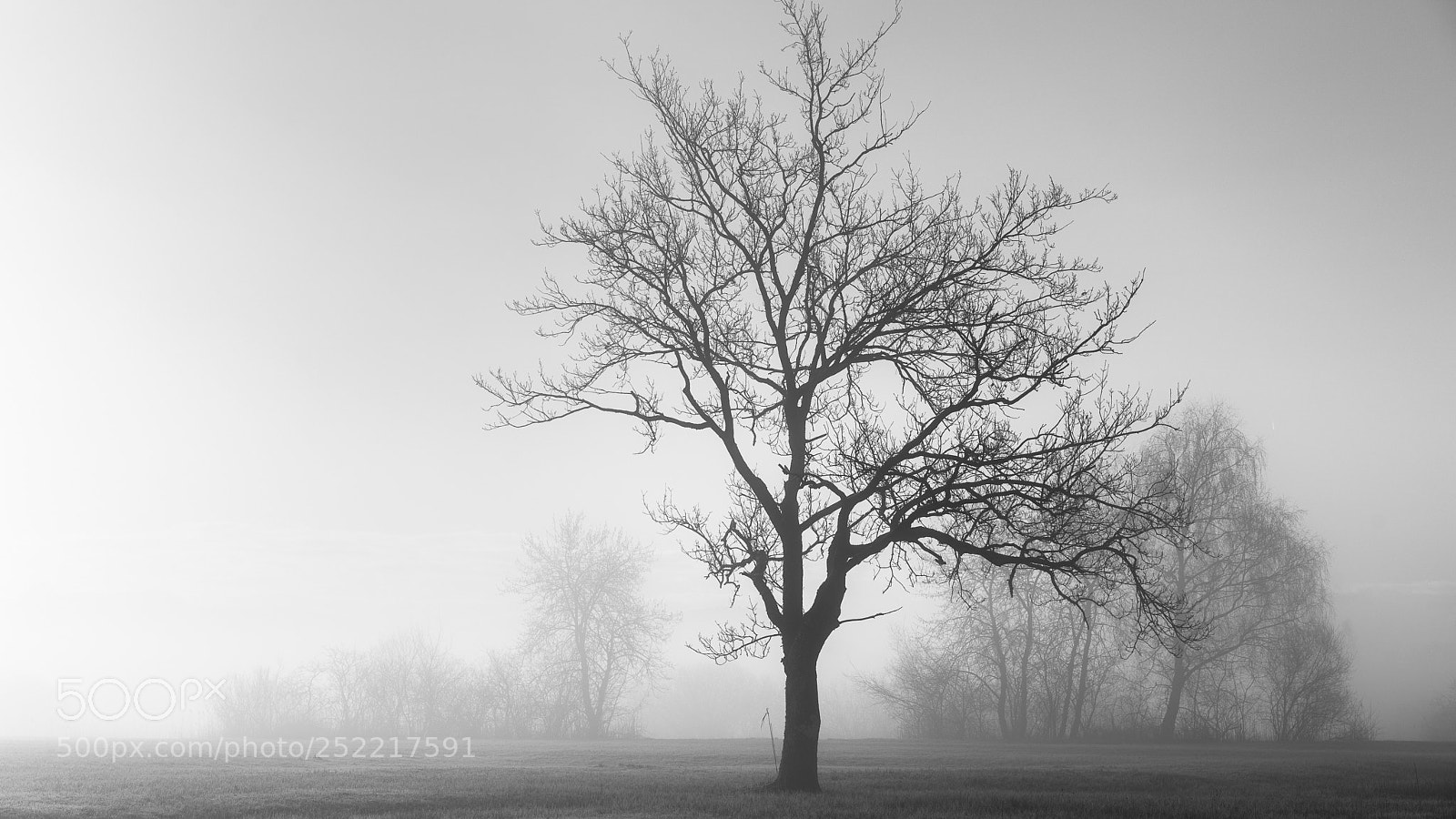 Sony a7R II sample photo. Tree photography