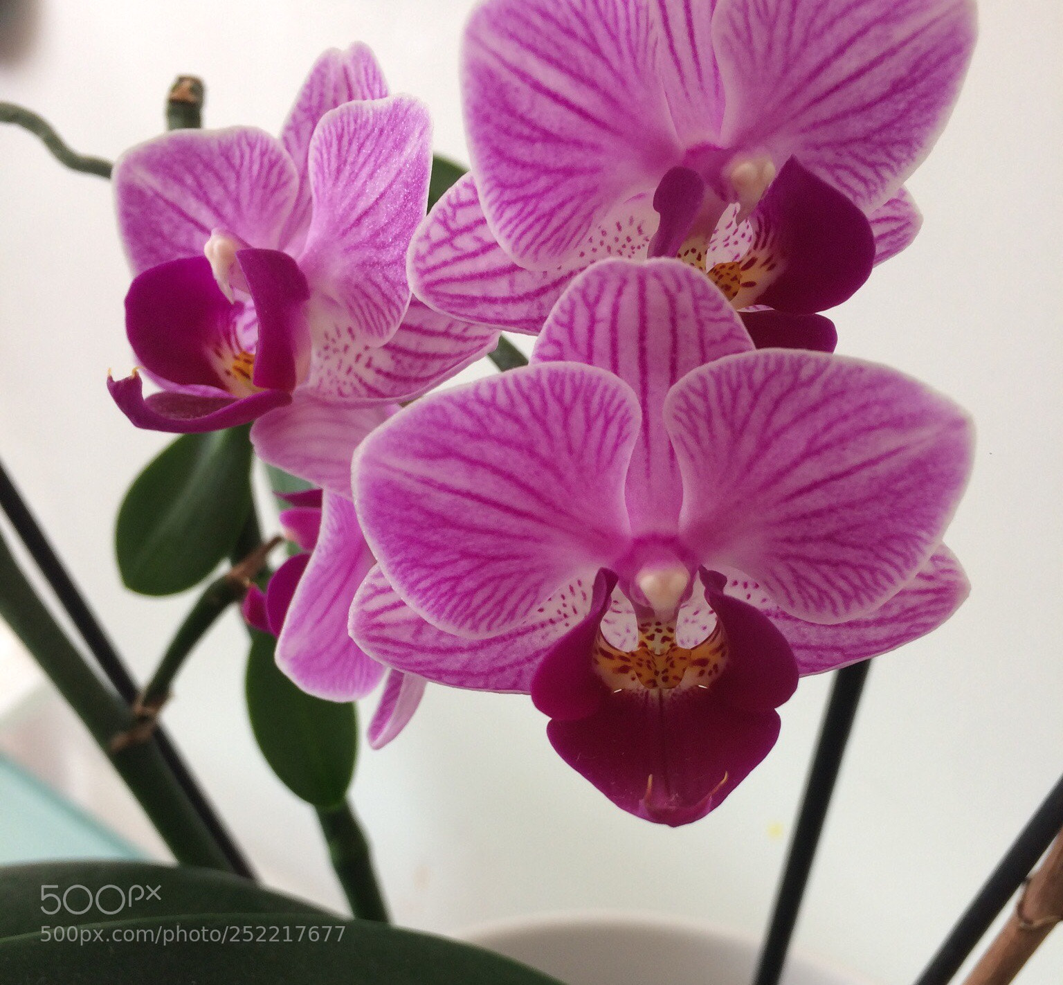 Apple iPhone 5s sample photo. Orchid photography