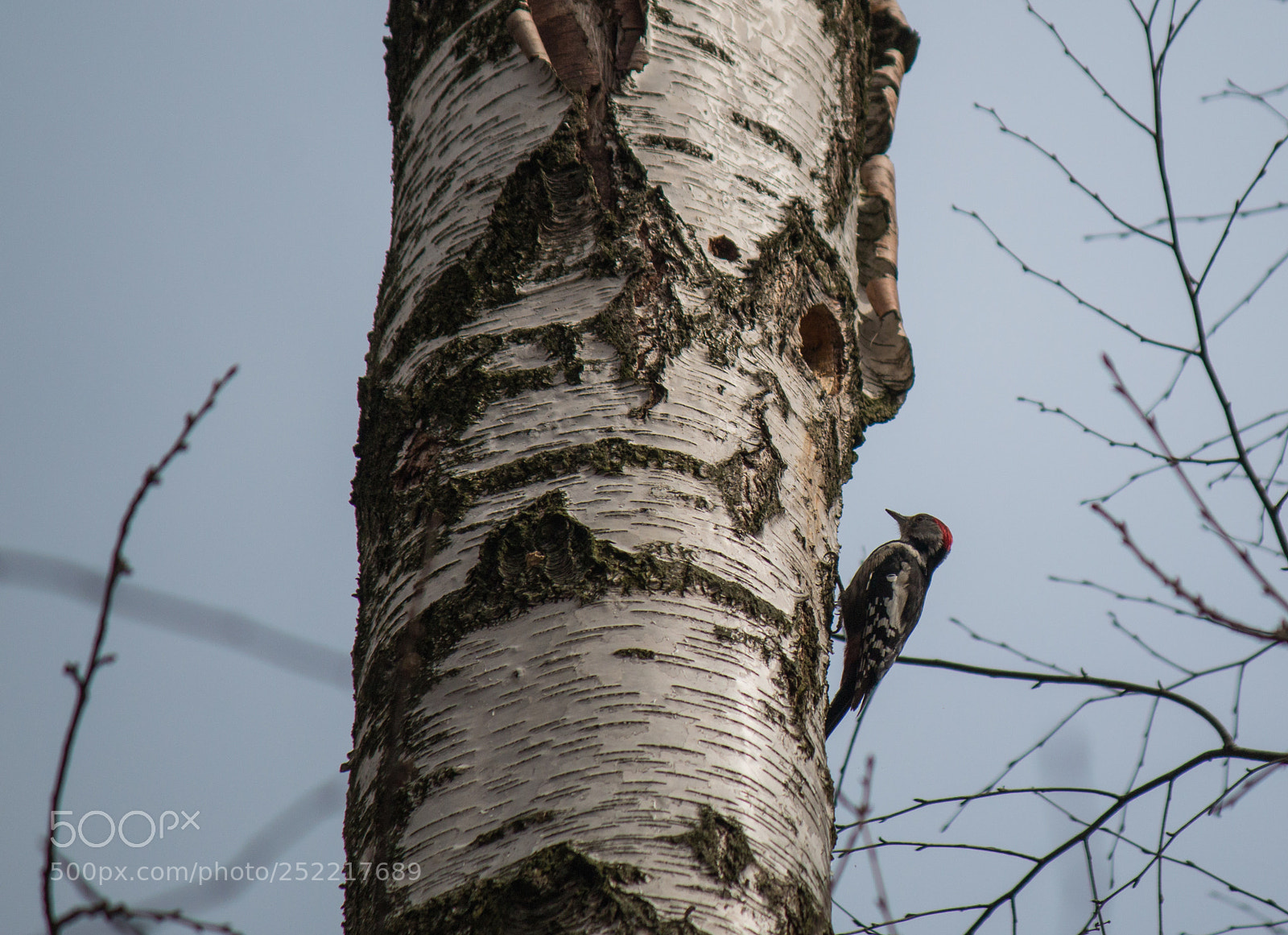 Canon EOS 70D sample photo. Birch woodpecker photography
