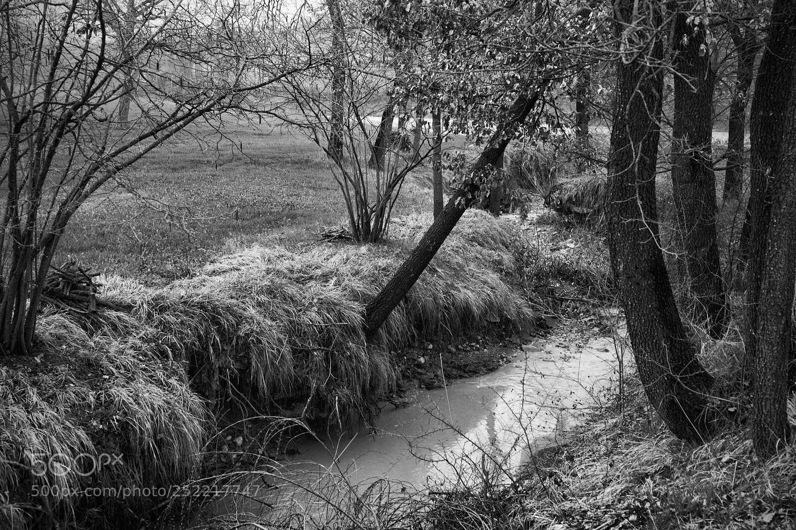 Canon EOS 5D Mark II sample photo. Walking.... photography