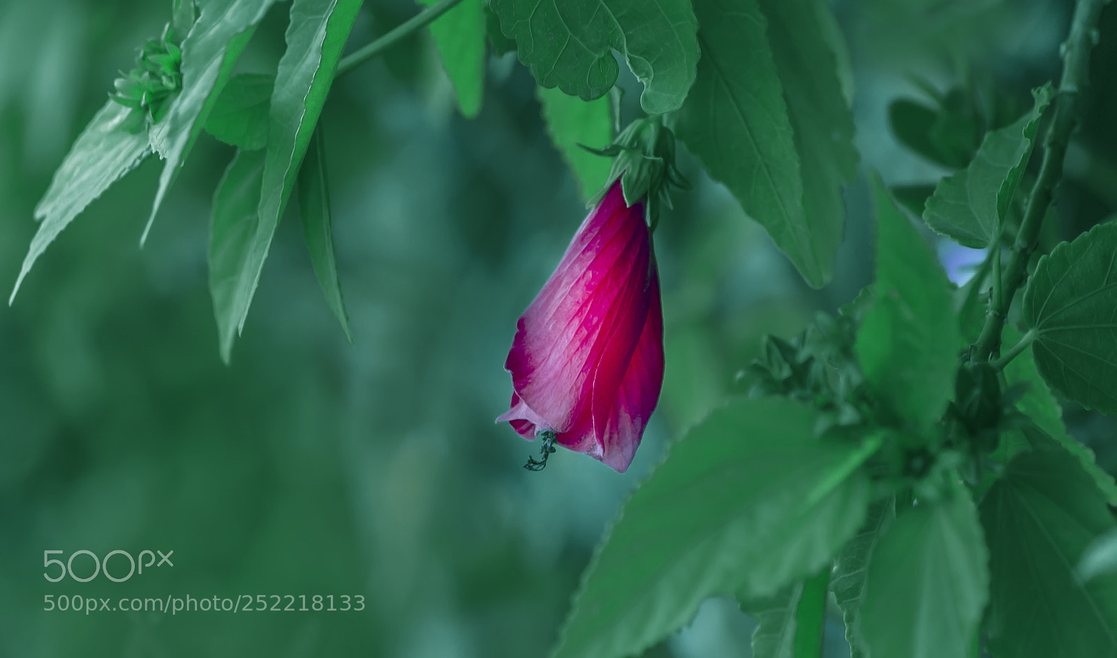 Canon EOS 7D sample photo. Hibiscus flower photography