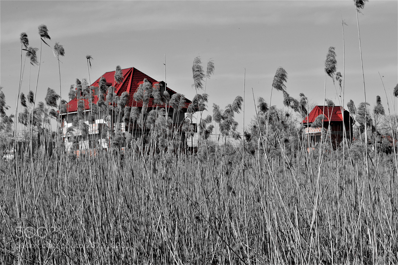 Nikon D3200 sample photo. Between the bars photography