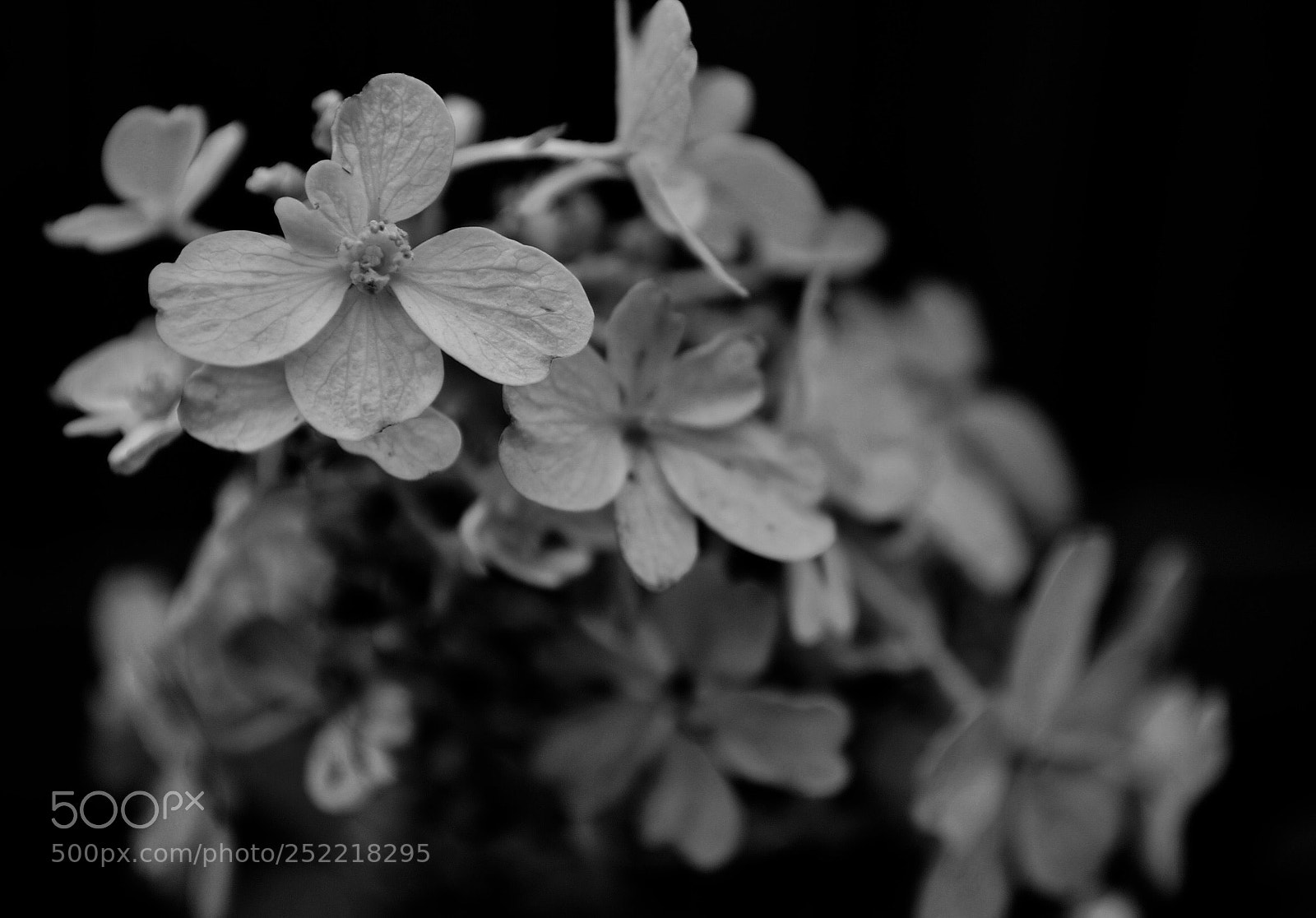 Nikon D5100 sample photo. Pretty  photography