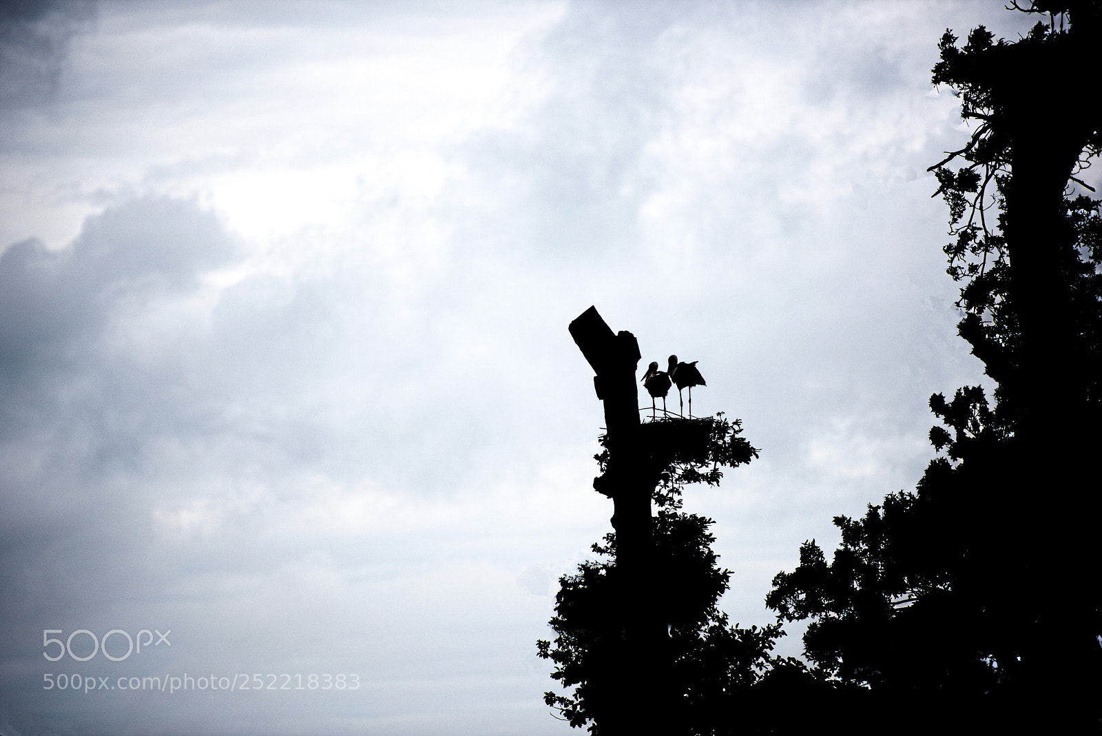Nikon D810 sample photo. Nesting photography