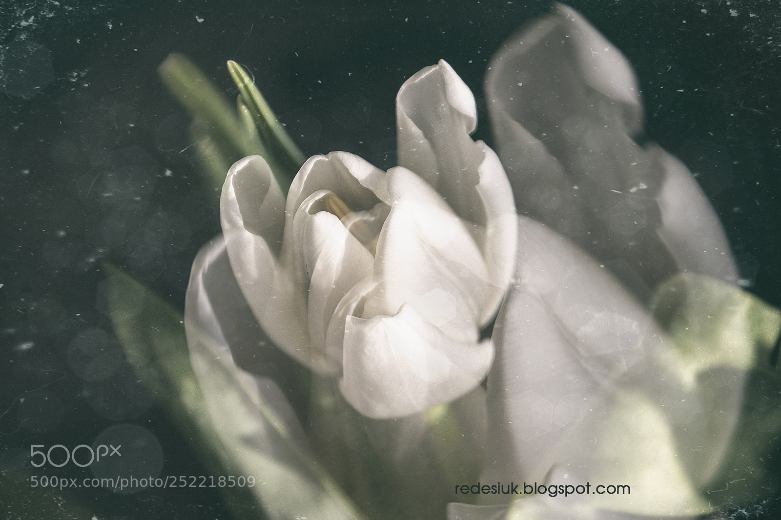 Nikon D5500 sample photo. Http redesiuk.blogspot.com 2018 04 photography