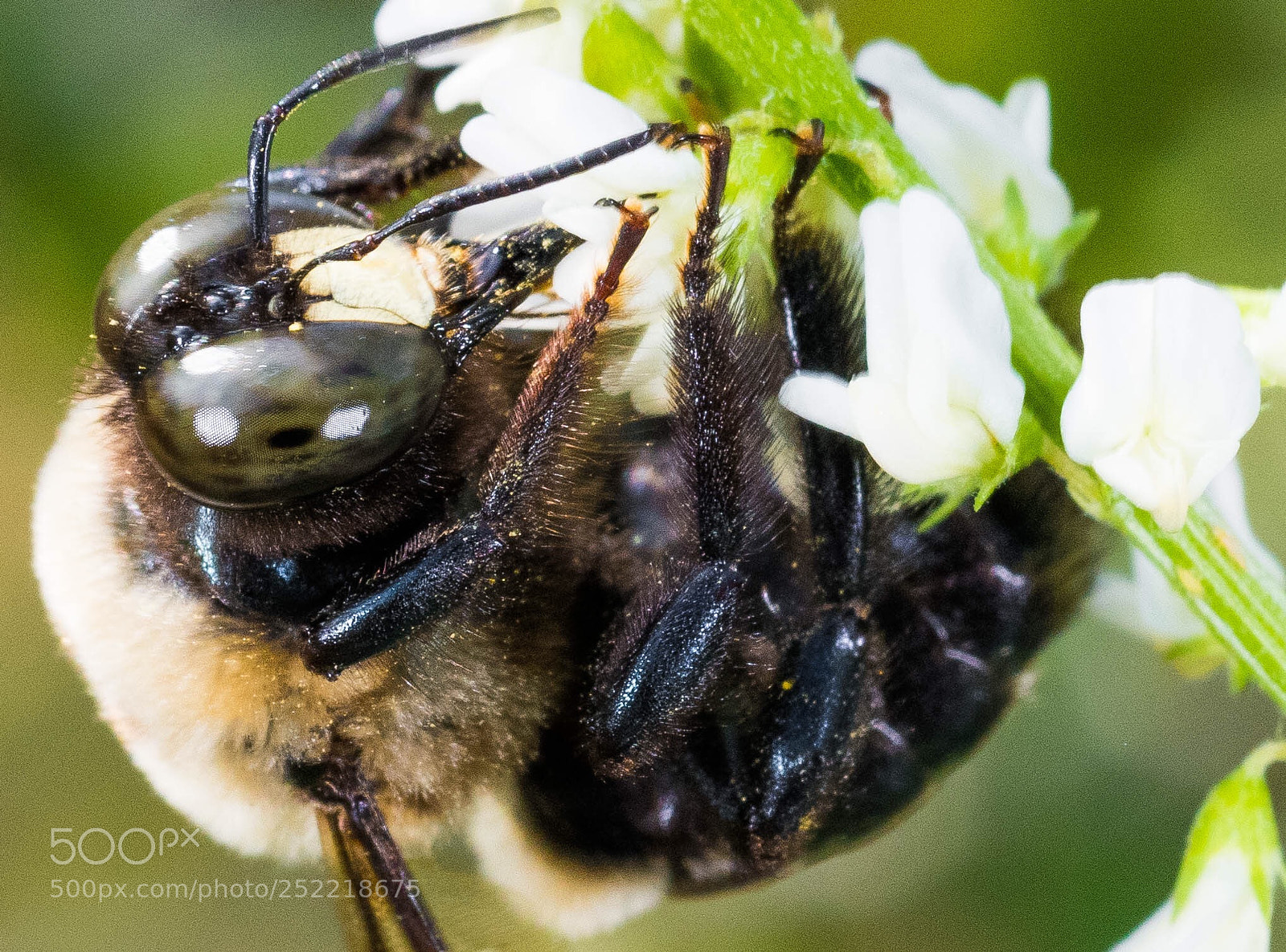Nikon D850 sample photo. Bumblebee photography
