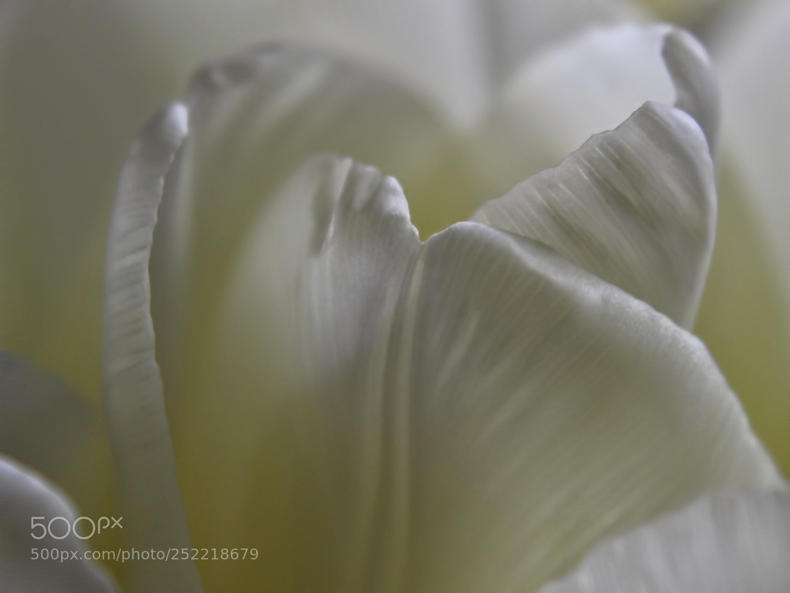 Canon EOS 600D (Rebel EOS T3i / EOS Kiss X5) sample photo. Tulipán... photography