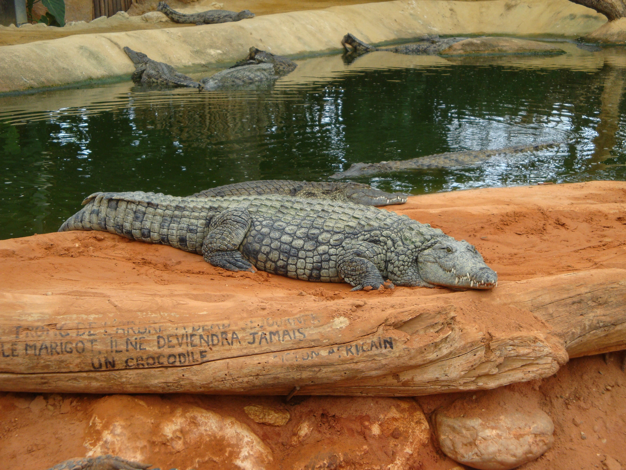 Sony Cyber-shot DSC-W170 sample photo. Crocodile photography