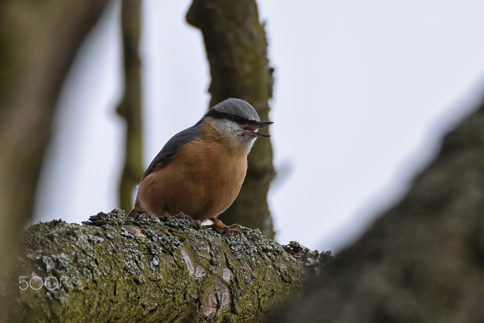 Nikon D7200 + Sigma 150-600mm F5-6.3 DG OS HSM | C sample photo. Brhlík photography