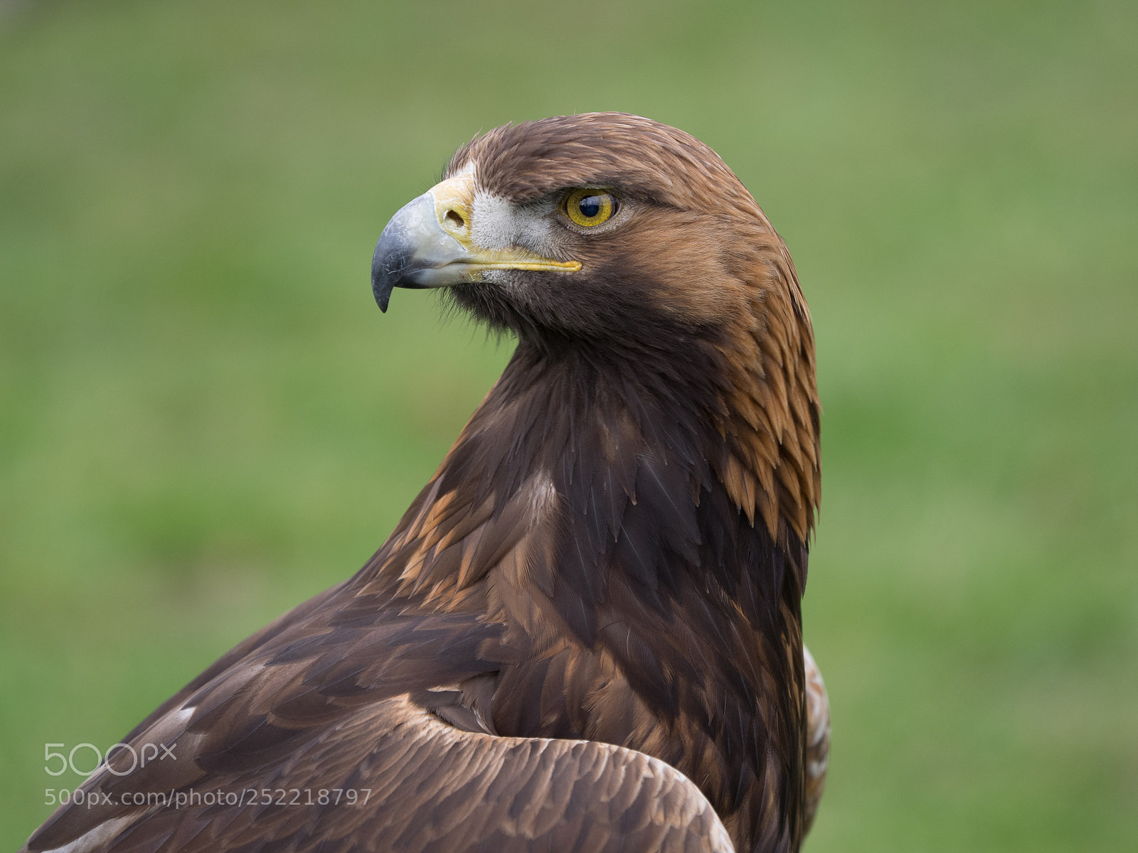 Olympus OM-D E-M1 sample photo. Steinadler.... photography