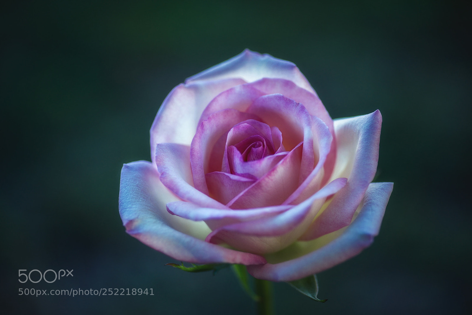 Nikon D810 sample photo. "crystal candy rose" photography
