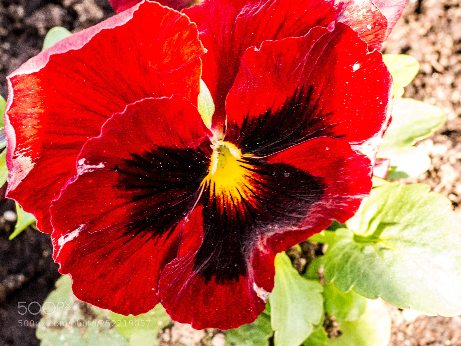 Panasonic DMC-G81 sample photo. P photography