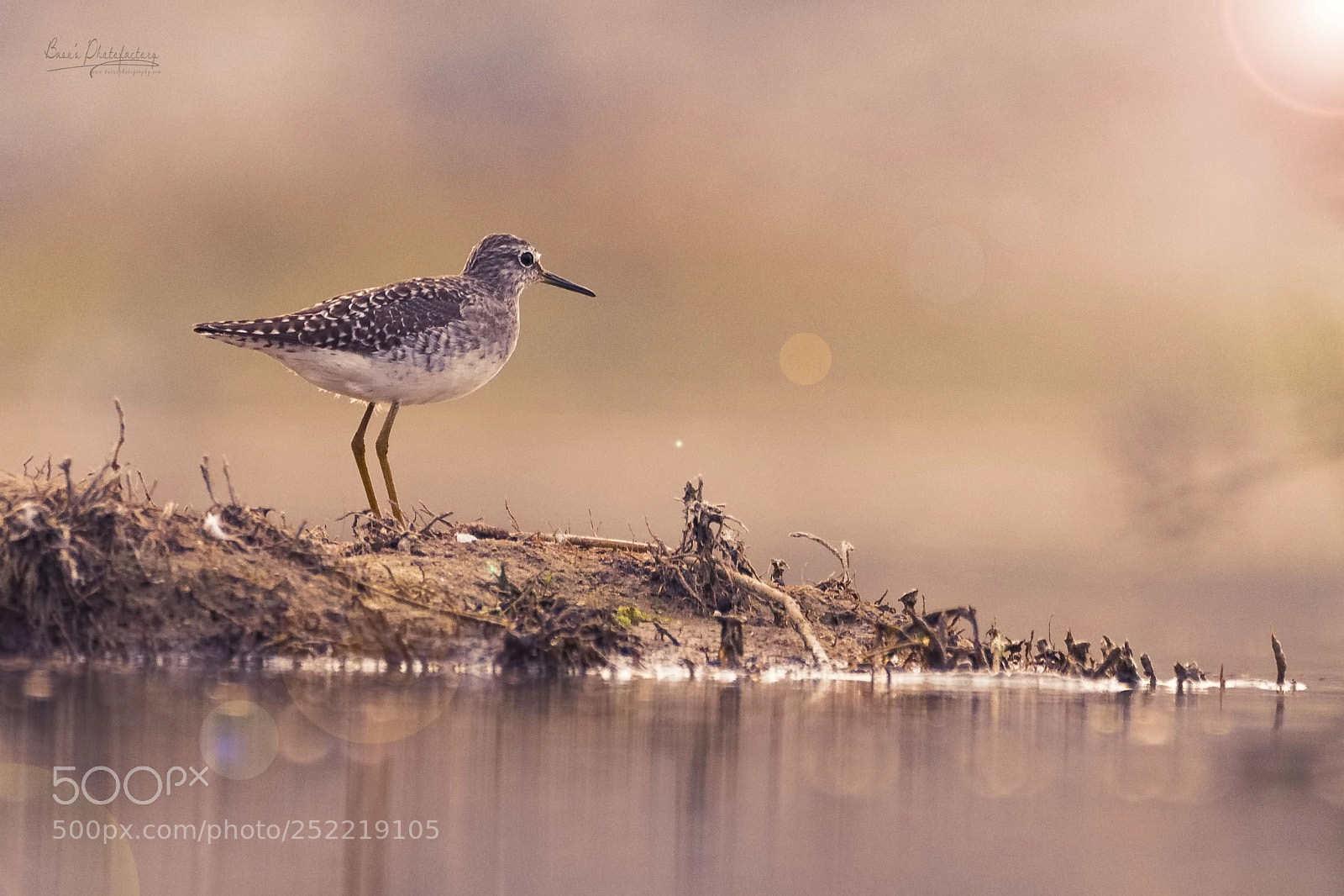 Nikon D810 sample photo. Wood sandpiper photography