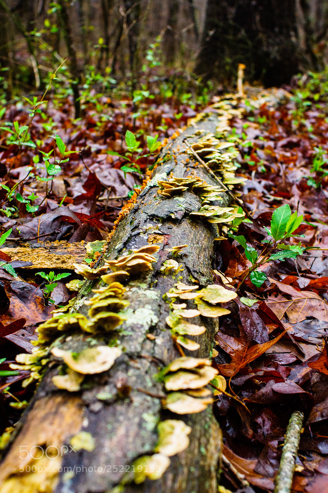 Sony SLT-A77 sample photo. Colorful circle of life photography