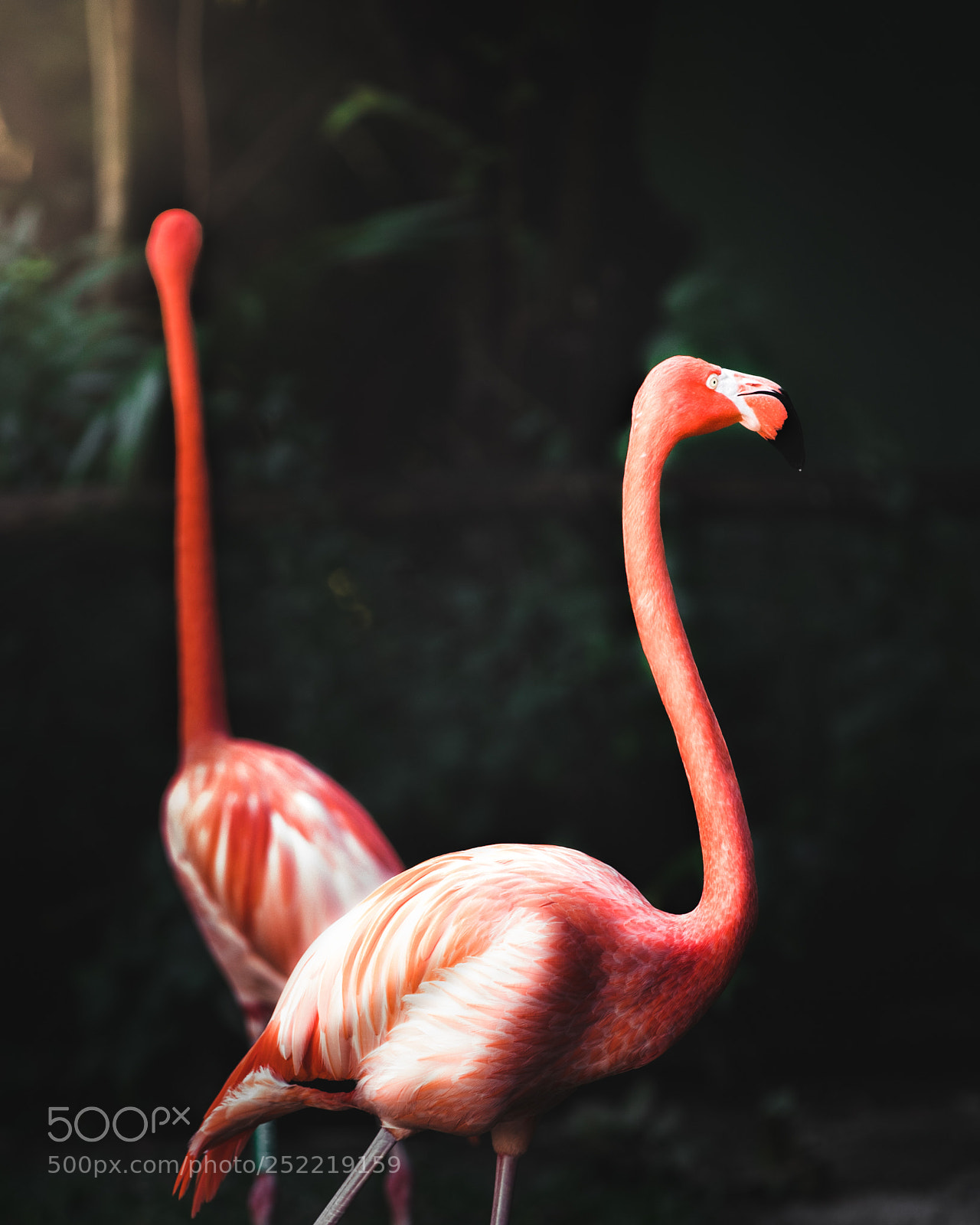 Canon EOS 5D Mark IV sample photo. Flamingos photography