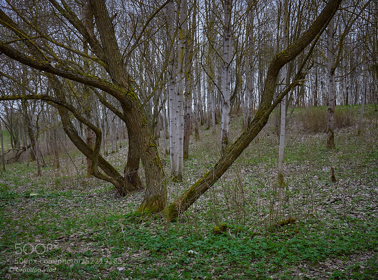 Canon EOS 1100D (EOS Rebel T3 / EOS Kiss X50) sample photo. Curved and straights... photography