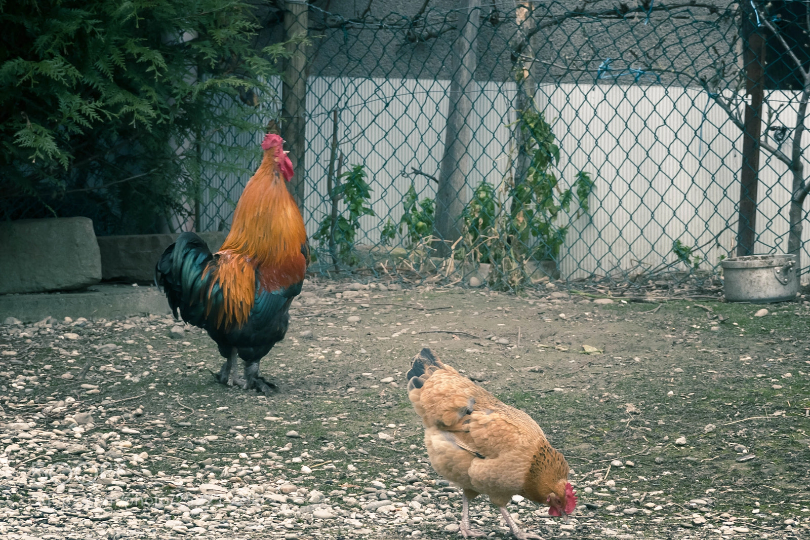 Canon EOS 600D (Rebel EOS T3i / EOS Kiss X5) sample photo. Avec sa poule... photography