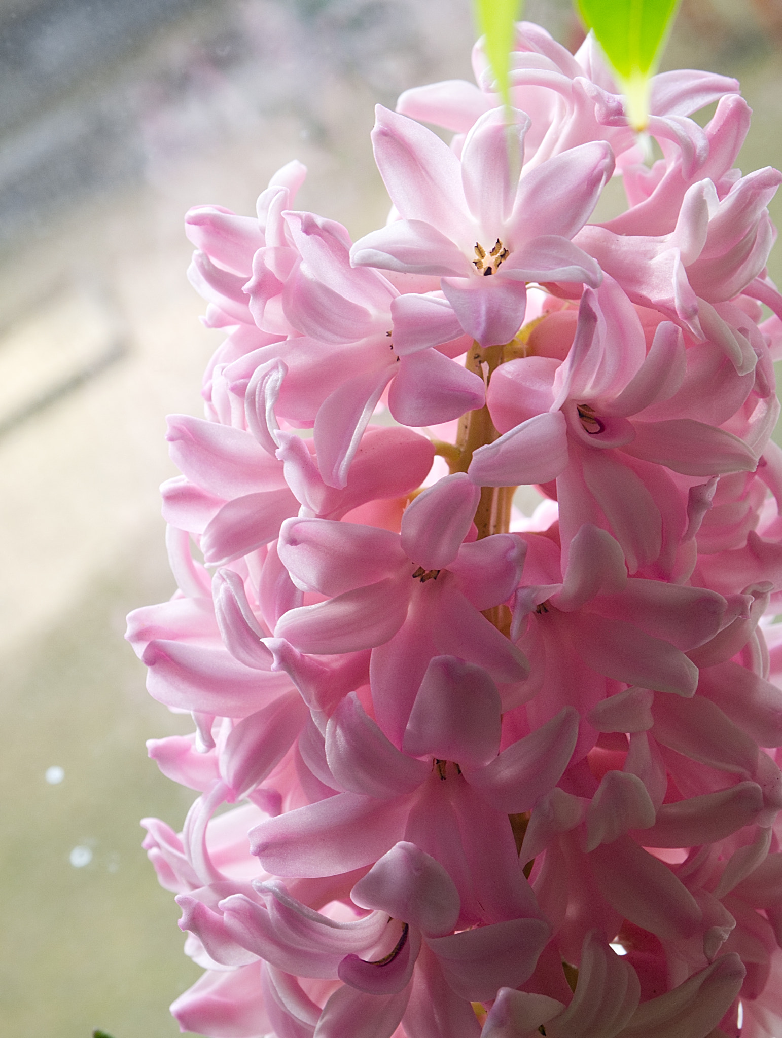 Olympus PEN E-PL2 sample photo. Pink photography