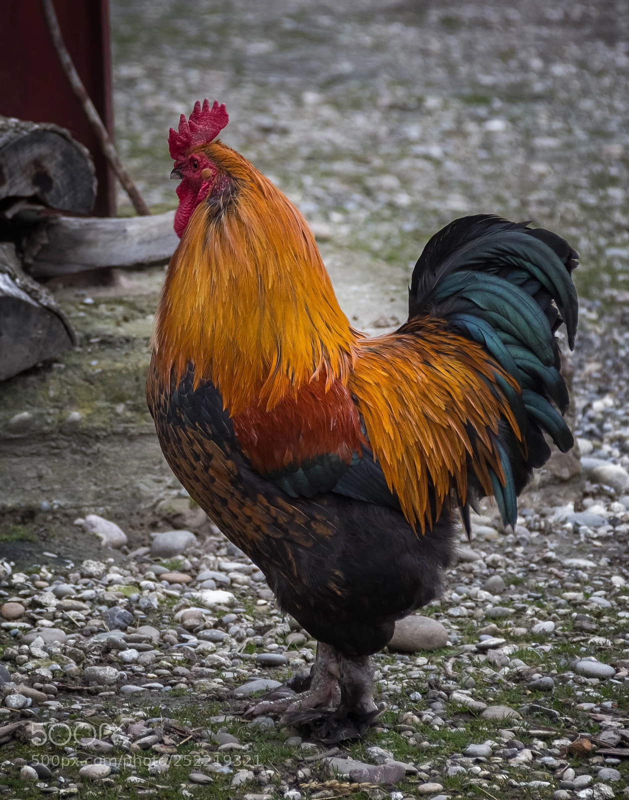 Canon EOS 600D (Rebel EOS T3i / EOS Kiss X5) sample photo. Il fait le beau! photography
