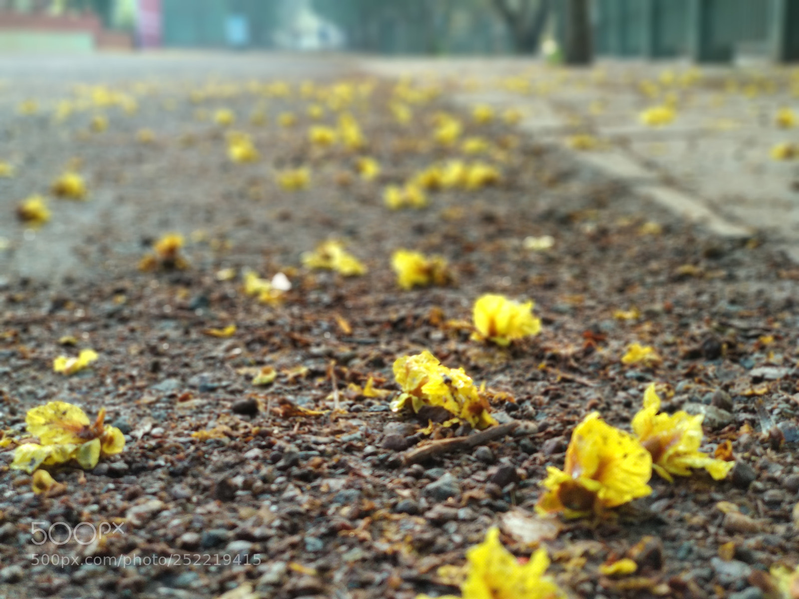 Xiaomi Mi A1 sample photo. Untitled photography