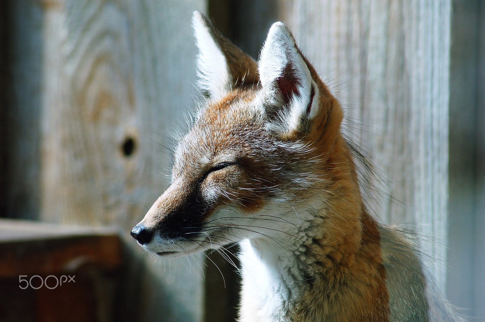 Nikon AF Nikkor 70-300mm F4-5.6G sample photo. Enjoying the sun photography