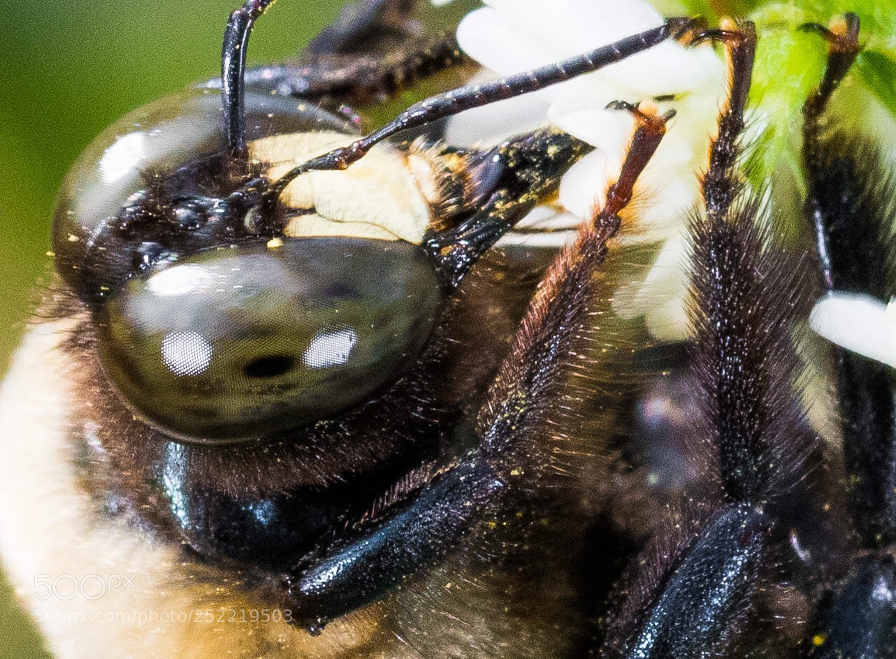 Nikon D850 sample photo. Bumblebee  photography