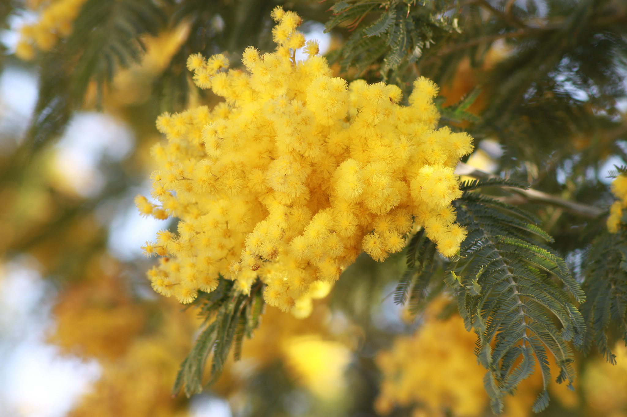 Canon EOS 7D sample photo. Mimosa photography