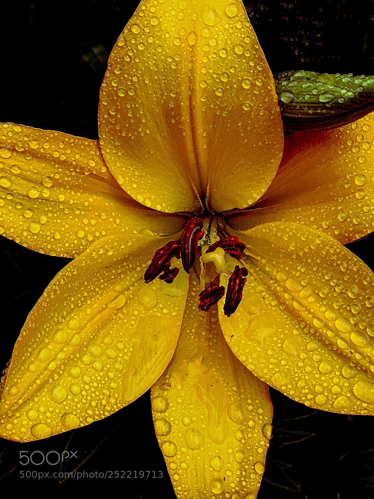 Apple iPhone 6s Plus sample photo. Yellow iris dew iphone photography