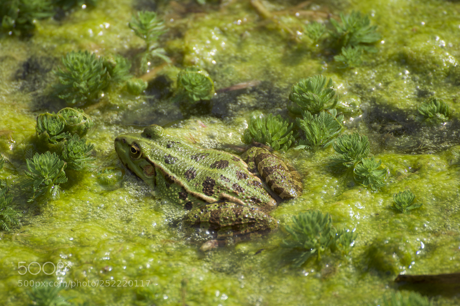 Sony SLT-A68 sample photo. Frog photography