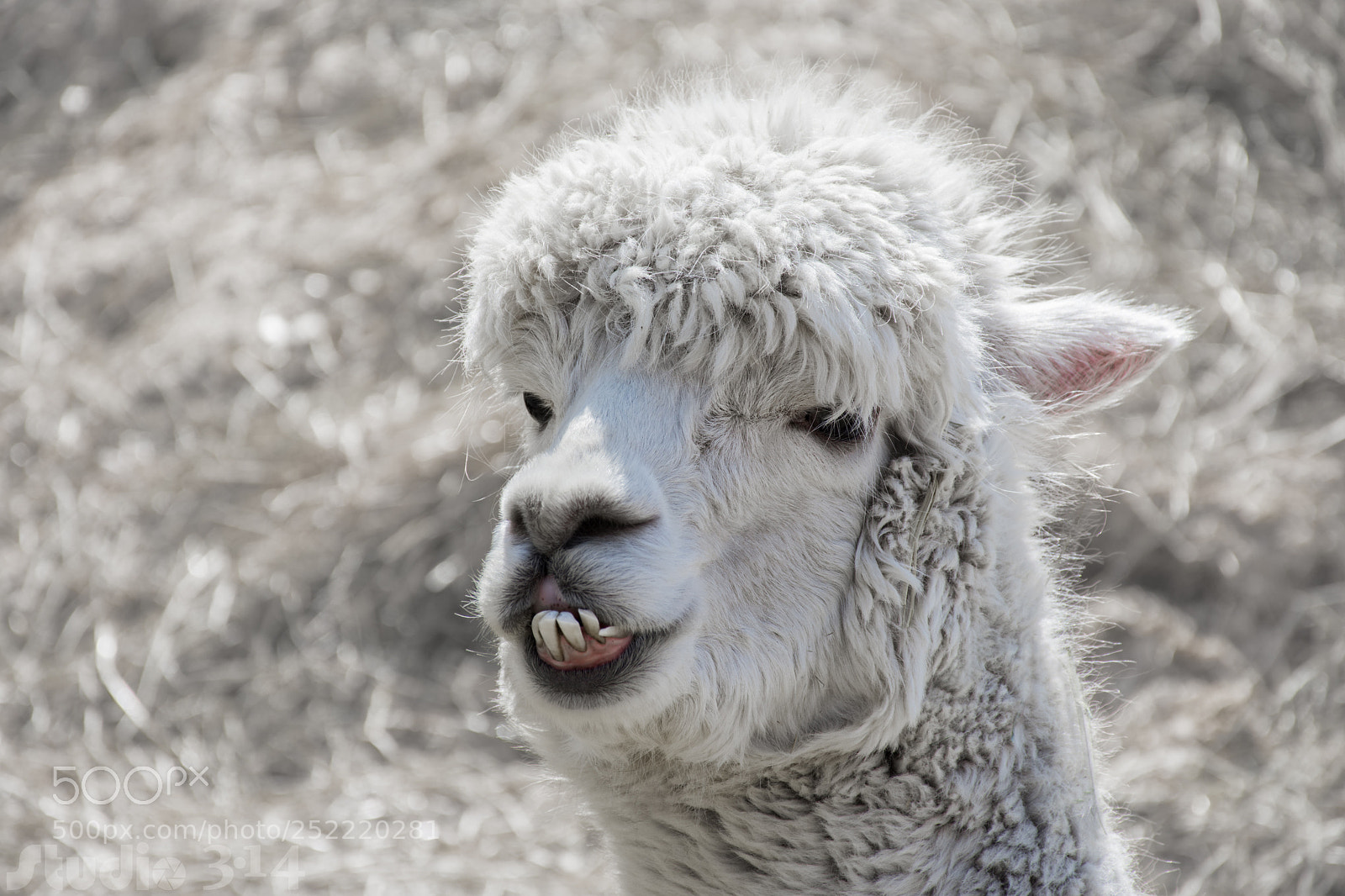 Nikon D7200 sample photo. Alpaca smile - may photography