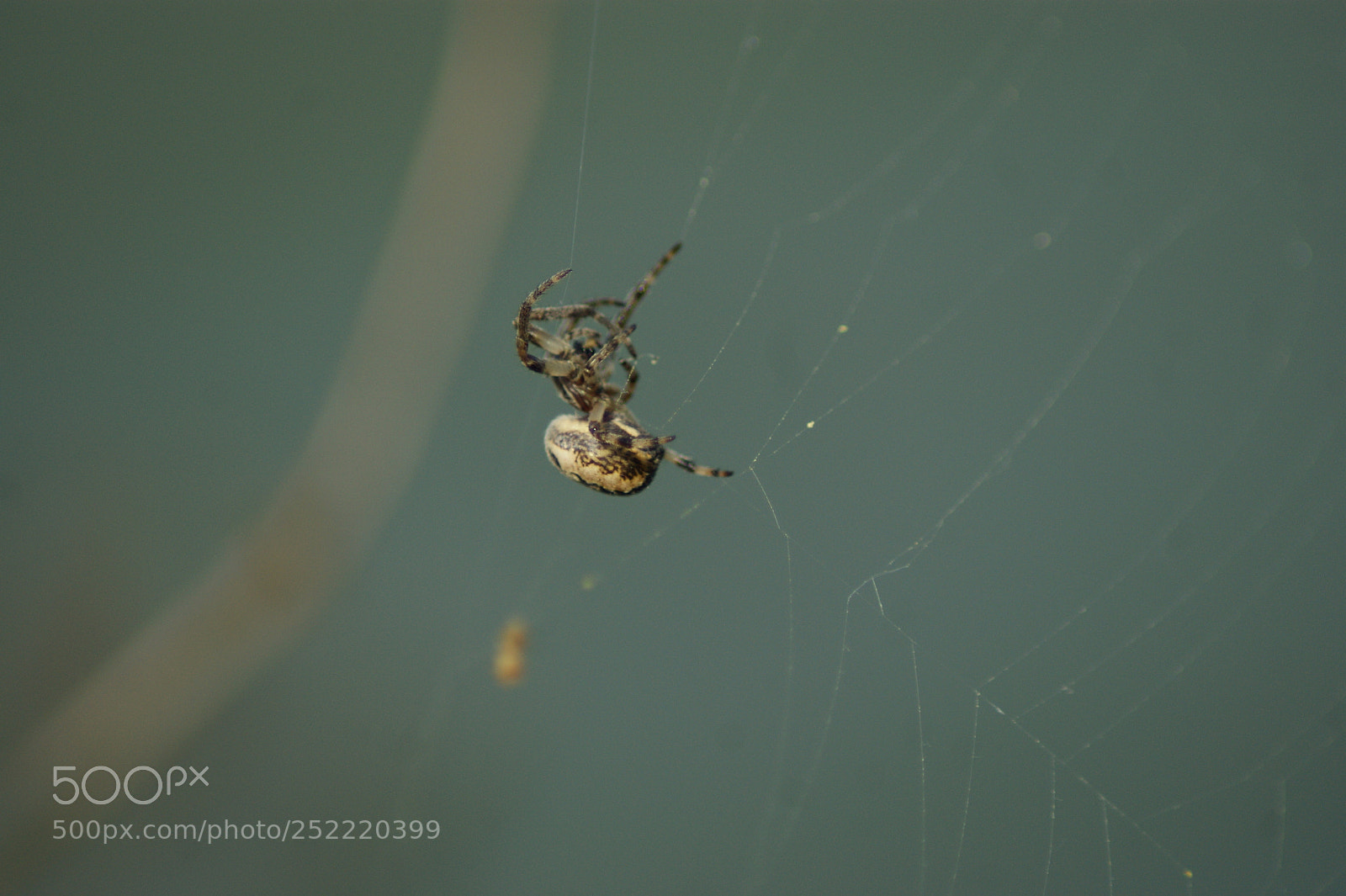 Sony Alpha DSLR-A290 sample photo. Ragno photography