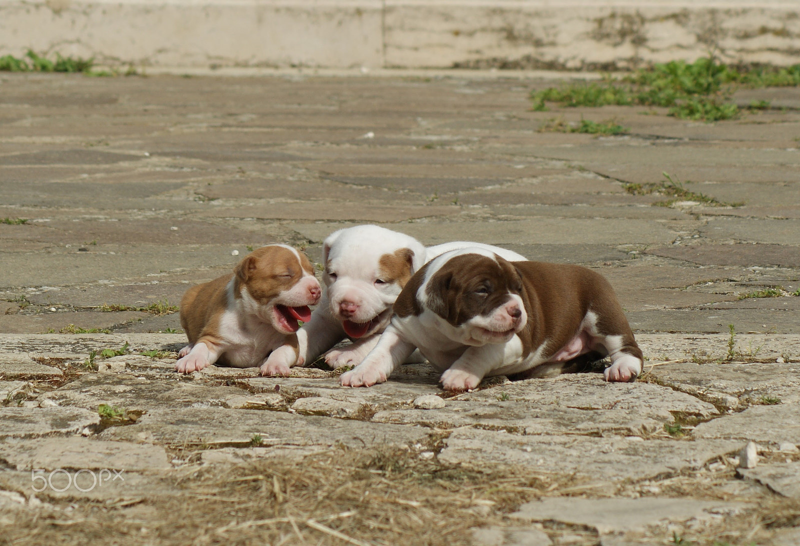 Sony Alpha DSLR-A290 + Tamron AF 70-300mm F4-5.6 Di LD Macro sample photo. My puppy dog photography