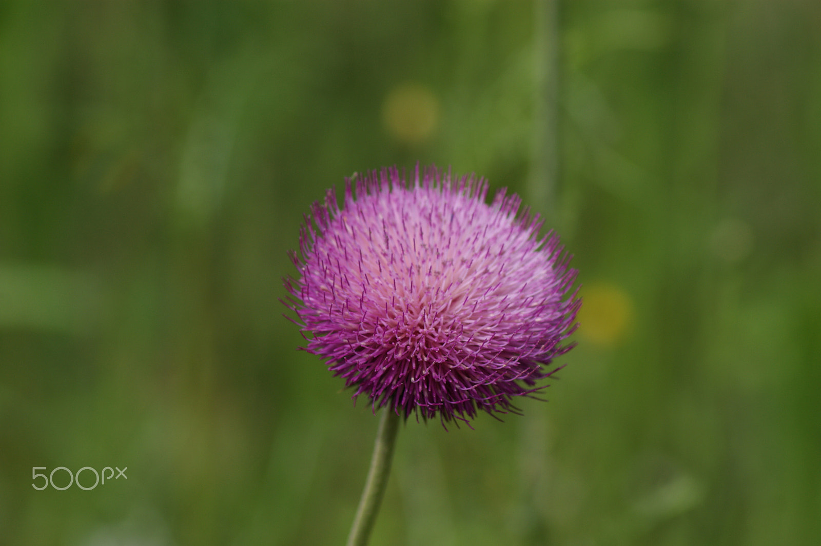 Sony Alpha DSLR-A290 + Tamron AF 70-300mm F4-5.6 Di LD Macro sample photo. Fiore photography