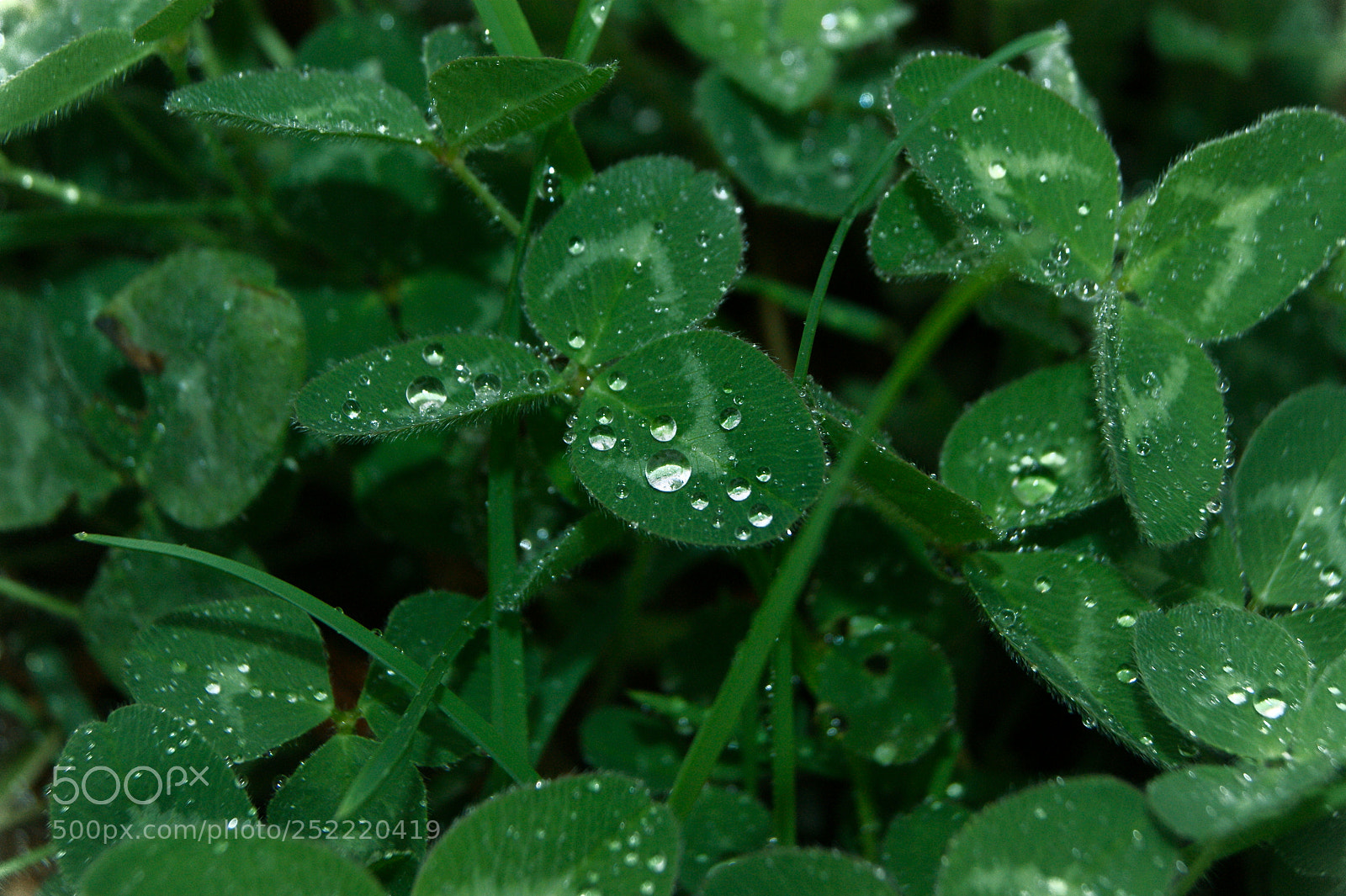 Sony Alpha DSLR-A290 sample photo. Brina photography
