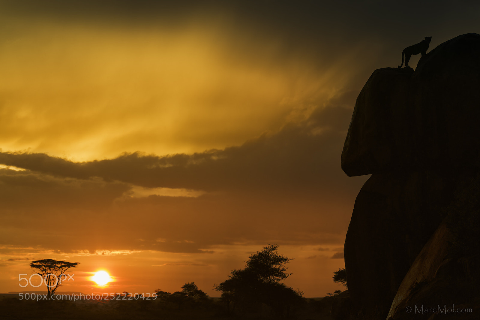Nikon D850 sample photo. Leopardess sunset photography