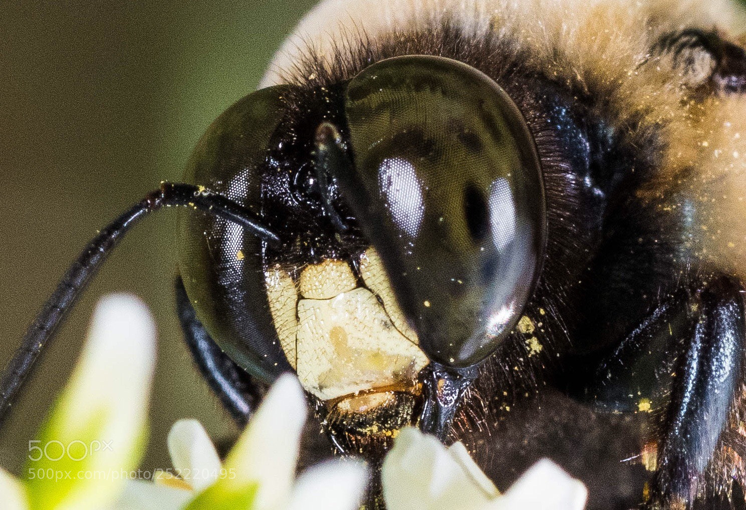 Nikon D850 sample photo. Bumblebee  photography